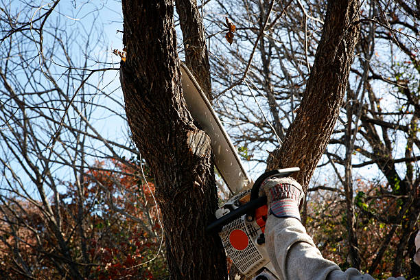 Professional Tree Care in Lake Shastina, CA