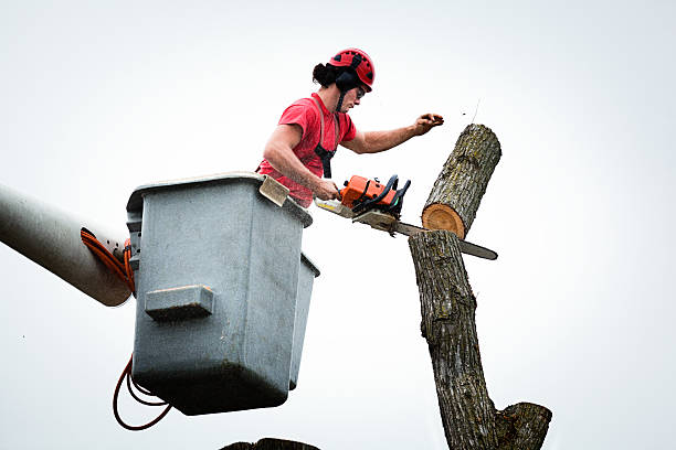 How Our Tree Care Process Works  in  Lake Shastina, CA