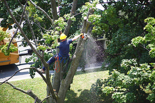 Best Stump Grinding and Removal  in Lake Shastina, CA